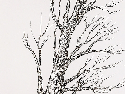 枯藤老树龙虾 小桥流水蛤蟆