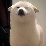 一只骚文的头像