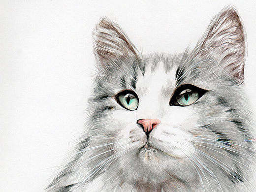 彩铅绘画作品家有萌宠，猫咪定制肖像。