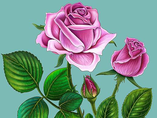 商业插画 写实花卉画法