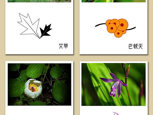 中草药标志设计