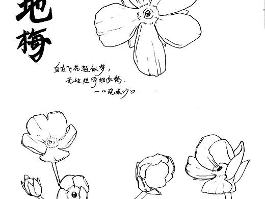 线描动植物手绘作品