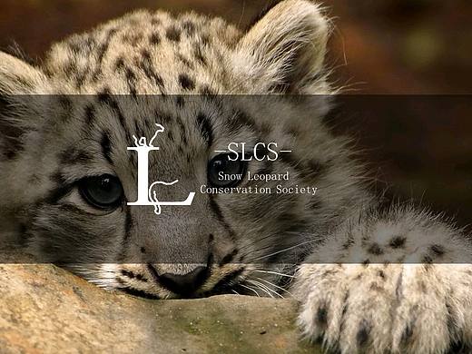 ［个人设计］雪豹保护协会Logo（个人主页-ZMjQxMjg2MjQ=） - Logo - 站酷设计师53赫兹原创素材 - 站酷ZCOOL
