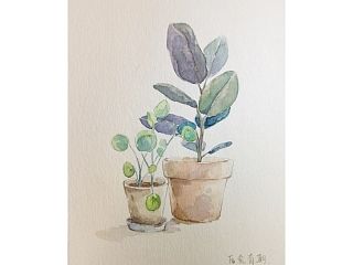 “两盆儿花”