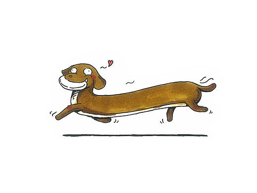Animal 72