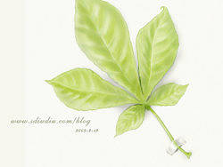 花花草草（個人主頁-ZNTQxMzY=） - 創(chuàng)作習作 - 站酷設(shè)計師了了拉拉原創(chuàng)素材 - 站酷ZCOOL