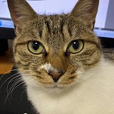 灰猫不眠的头像