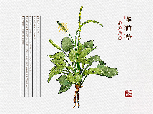 本草纲目中草药手绘插画-车前草（附绘画线稿过程图）