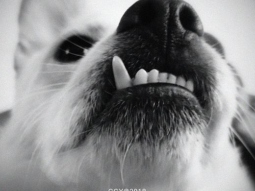 旺福（个人主页-ZMjYxMzc4MTY=） - 人文/纪实摄影 - 站酷设计师CCY_西原创素材 - 站酷ZCOOL