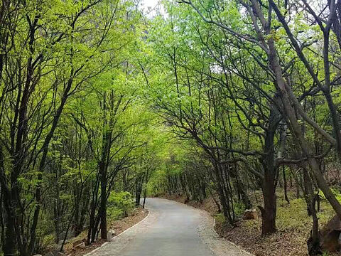 山花烂漫～（个人主页-ZMjY3Mzk1MTI=） - 风光摄影 - 站酷设计师悟法禅悦原创素材 - 站酷ZCOOL