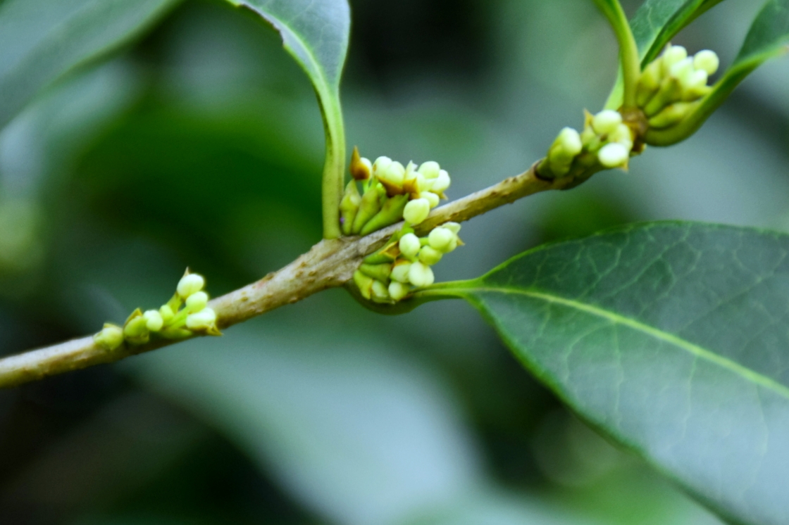 八月桂花香十里_Z03188214站酷ZCOOL