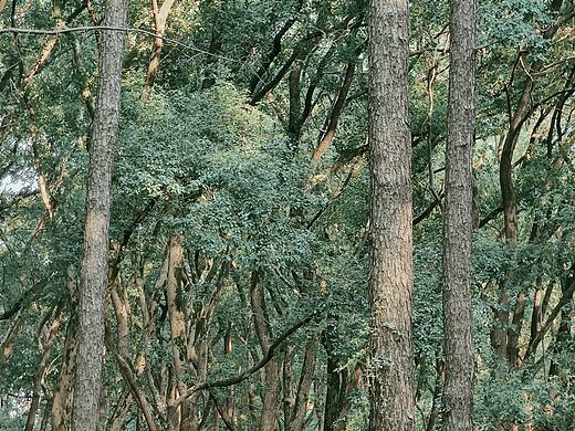 森林（個人主頁-ZNDc0MzU1MzI=） - 人文/紀實攝影 - 站酷設(shè)計師江明叔原創(chuàng)素材 - 站酷ZCOOL