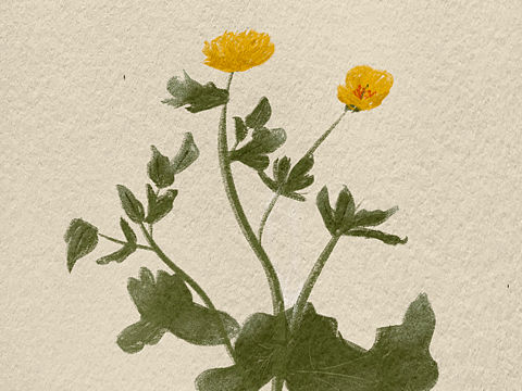 水粉笔触植物图鉴