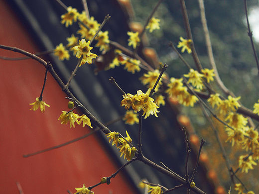 赏梅（个人主页-ZMTQ5MDE4Njg=） - 风光摄影 - 站酷设计师大梵梵原创素材 - 站酷ZCOOL