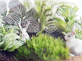 绿植手作之兔子波比和温蒂苔藓微景--《夏末花园成长日记21》