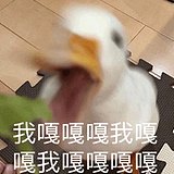 失去梦想的土狗酱的头像