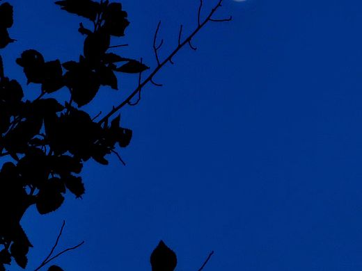 月上枝头（个人主页-ZNDI1OTY4MTI=） - 风光摄影 - 站酷设计师荒史夜话原创素材 - 站酷ZCOOL