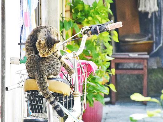 猫/扑捉一瞬间