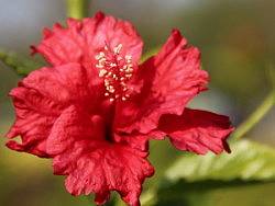 紅艷艷（個人主頁-ZMzI2NDg4NA==） - 風光攝影 - 站酷設(shè)計師wanglipan原創(chuàng)素材 - 站酷ZCOOL