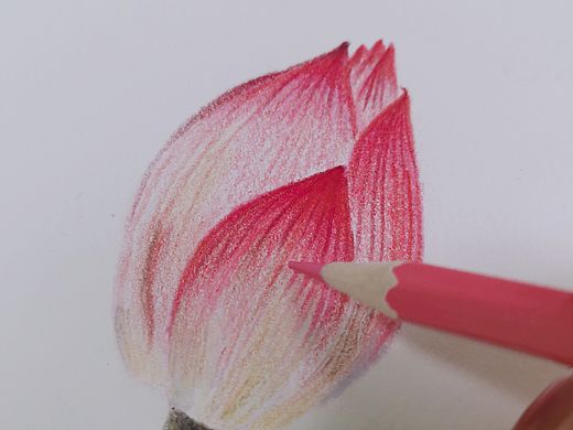 彩鉛手繪荷花（個人主頁-ZNTUyOTIyMTY=） - 繪畫 - 站酷設(shè)計師兩只貓耳朵原創(chuàng)素材 - 站酷ZCOOL