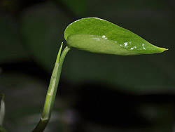 随拍……（个人主页-ZMTYyMzA0OA==） - 产品摄影 - 站酷设计师小飞子原创素材 - 站酷ZCOOL