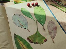 世界上沒有相同兩片葉