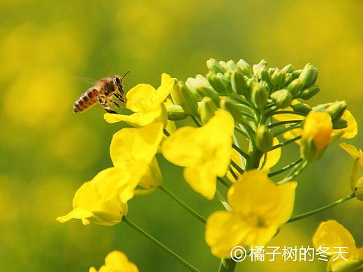 暖春下，花儿开