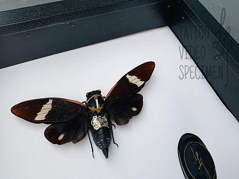 蒸汽朋克昆虫标本-机械公民003