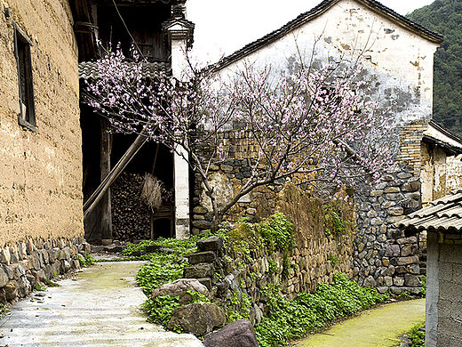 桃花坞里桃花庵
