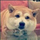 头铁不怕锤的头像