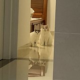 房东不让养狗的头像