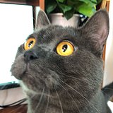 后田小花CC的头像