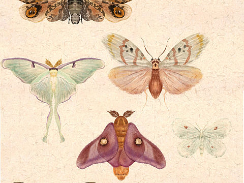 蛾｜图鉴（个人主页-ZNTk0NDAxODQ=） - 艺术插画 - 站酷设计师惠小小象原创素材 - 站酷ZCOOL