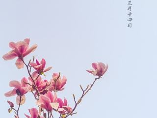 玉兰赋