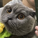 likesenn的头像