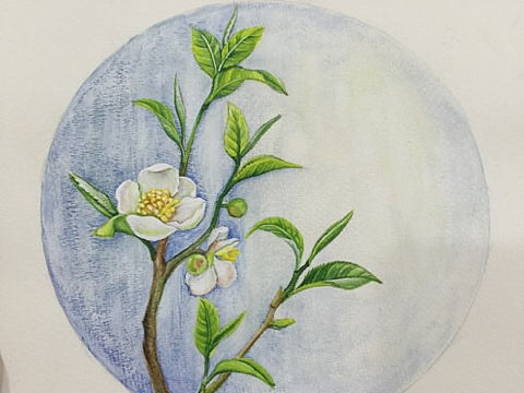 普洱茶包装设计