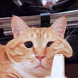用戶頭像