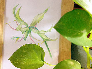 生活，宁静就好--嘉兰百合