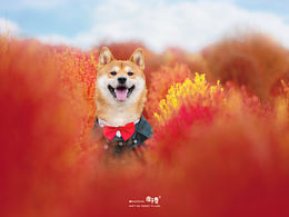 宠物