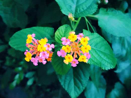 比较喜欢拍些花花草草之类的