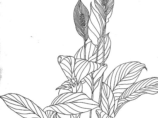 植物写生