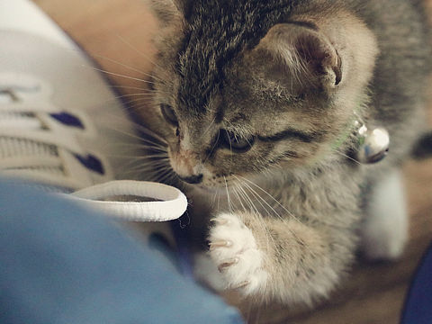 猫摄 小品（个人主页-ZMjQwMjA4OTY=） - 宠物摄影 - 站酷设计师管家_001原创素材 - 站酷ZCOOL