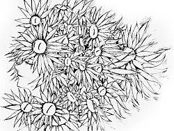 他们说这是满头的菊花