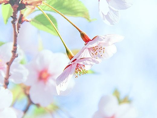 樱花（个人主页-ZMTMzMTE0NTY=） - 风光摄影 - 站酷设计师keinoo原创素材 - 站酷ZCOOL