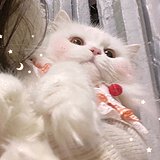 用戶頭像