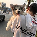 贝吉塔_Z的头像