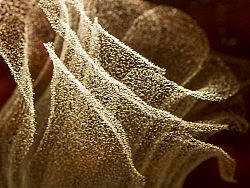 《迷》（个人主页-ZMjE5NTg3Mg==） - 产品摄影 - 站酷设计师RyanShao原创素材 - 站酷ZCOOL