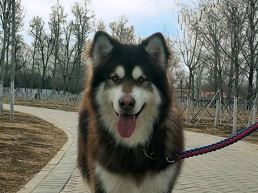 宠物（个人主页-ZNTE4NzMwMjg=） - 宠物摄影 - 站酷设计师既然萧瑟起原创素材 - 站酷ZCOOL