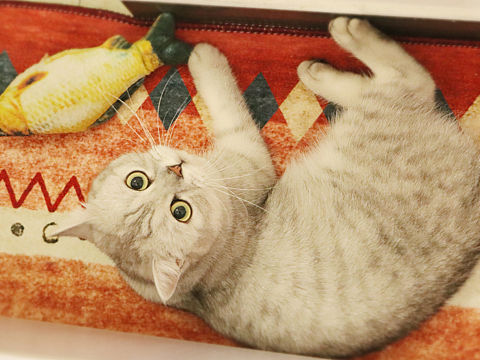 皮皮丘的日常。