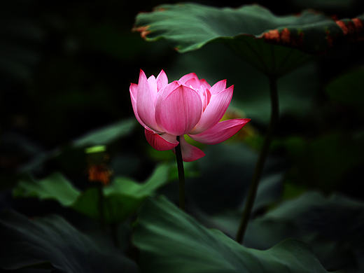 荷——七月荷（个人主页-ZMTk5MjYwNDA=） - 风光摄影 - 站酷设计师木鱼说原创素材 - 站酷ZCOOL